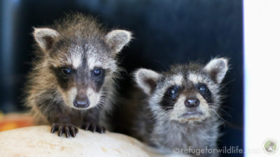 two orphaned raccoons