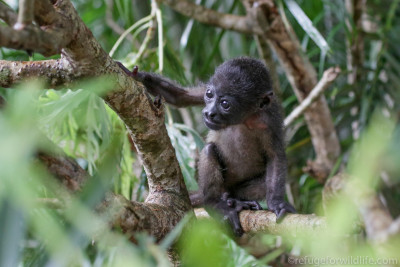 an orphaned infant howler monkey climbing in a tree at Refuge for Wildlife