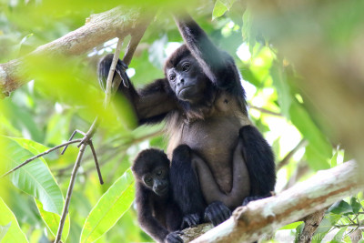 A mother and infant howler monkey snuggling together in a tree