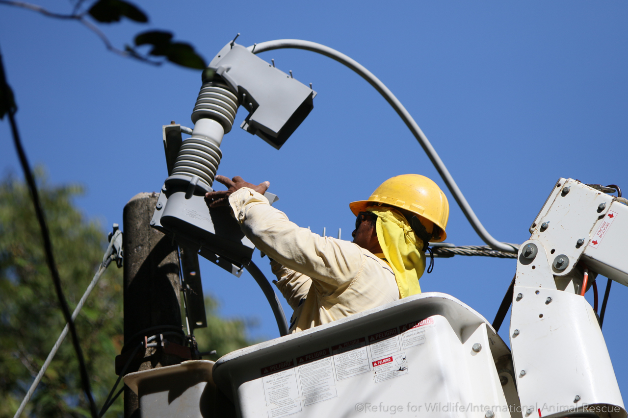 Electrical worker installing wildlife protection equipment on a power transformer