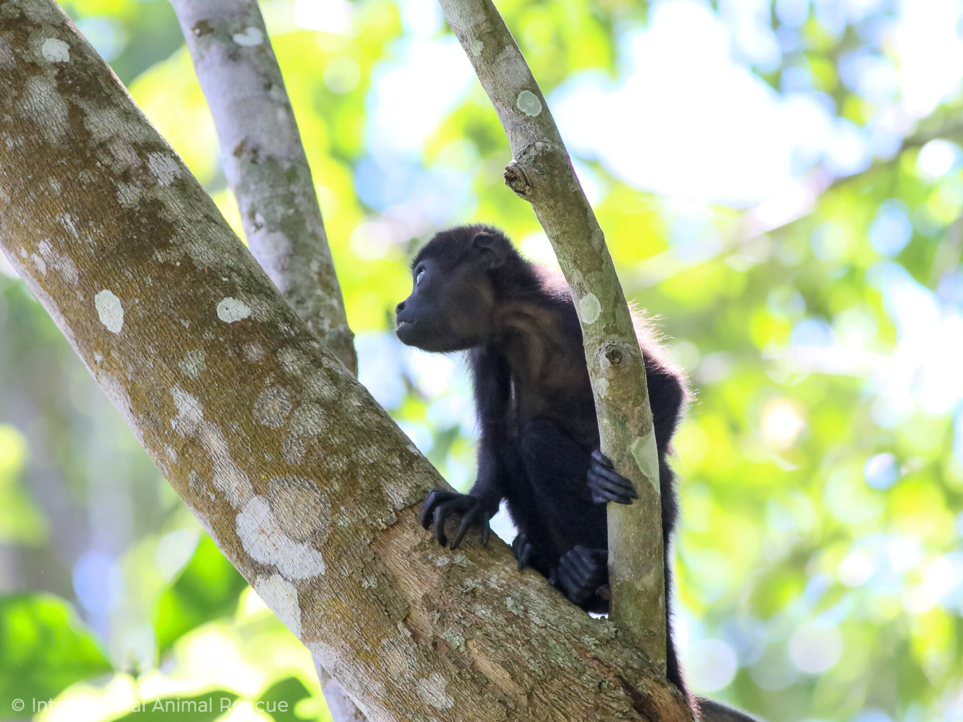 Howler October More Orphaned Howlers Rehabilitated and Released! – IAR Costa Rica