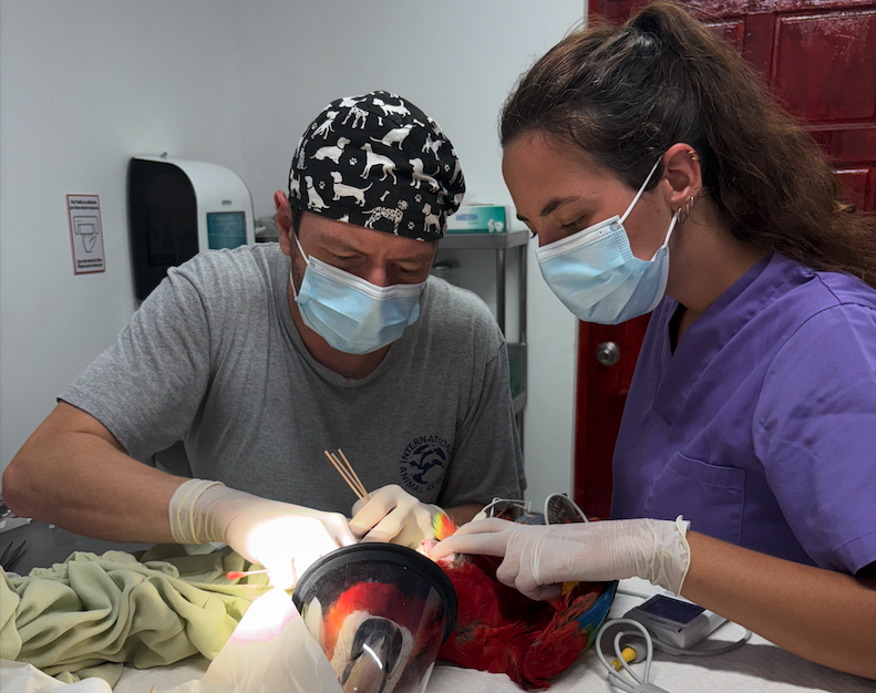 Dos profesionales veterinarios, con mascarilla y guantes, realizan una cirugía a un ave (guacamaya) en una clínica veterinaria.