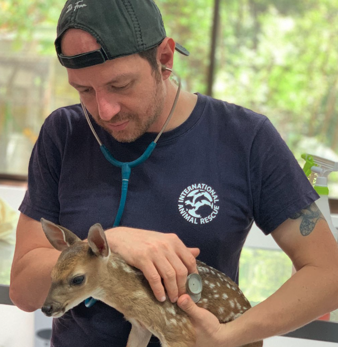 Veterinario con estetoscopio revisa a una cría de venado en un centro de rescate de animales.