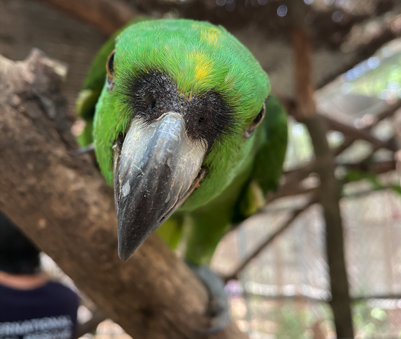 Primer plano de un loro verde posado en una rama, mirando directamente a la cámara.
